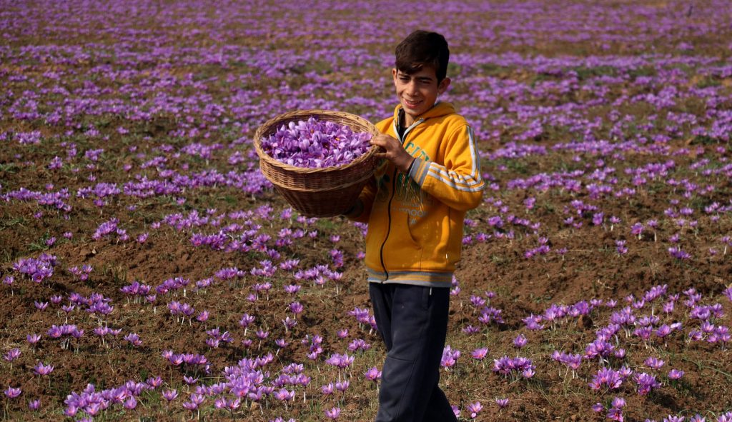 Top 8 lợi ích của việc sử dụng saffron cho trẻ em