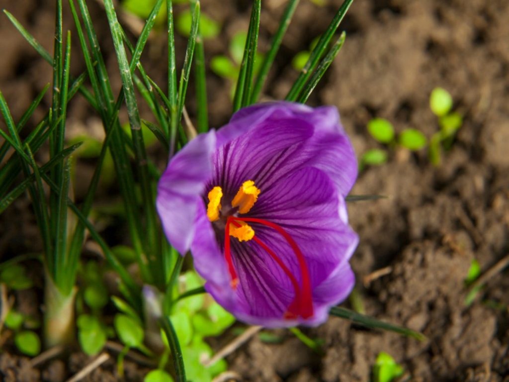 Saffron trong y học cổ truyền: Thần dược từ thiên nhiên