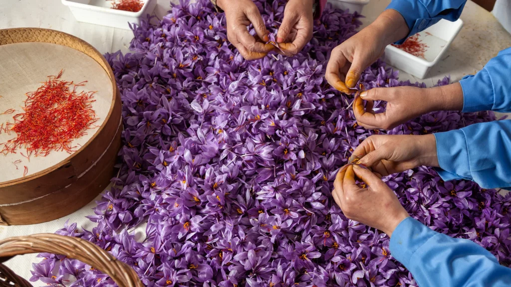 Saffron trong y học cổ truyền: Thần dược từ thiên nhiên